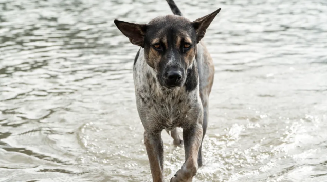Adote um cachorro gratuitamente por 48 horas e ganhe um gift card de US$ 100 na Charleston Animal Society